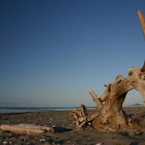 2007-06 Otto.towhill.stump