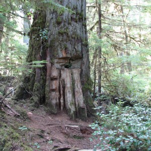 IMG_0146 A culturally modified old growth cedar
